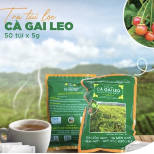 Trà túi lọc cà gai leo
